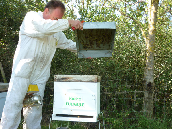 La ruche Fuligule