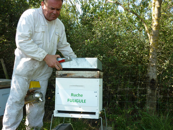 La ruche Fuligule