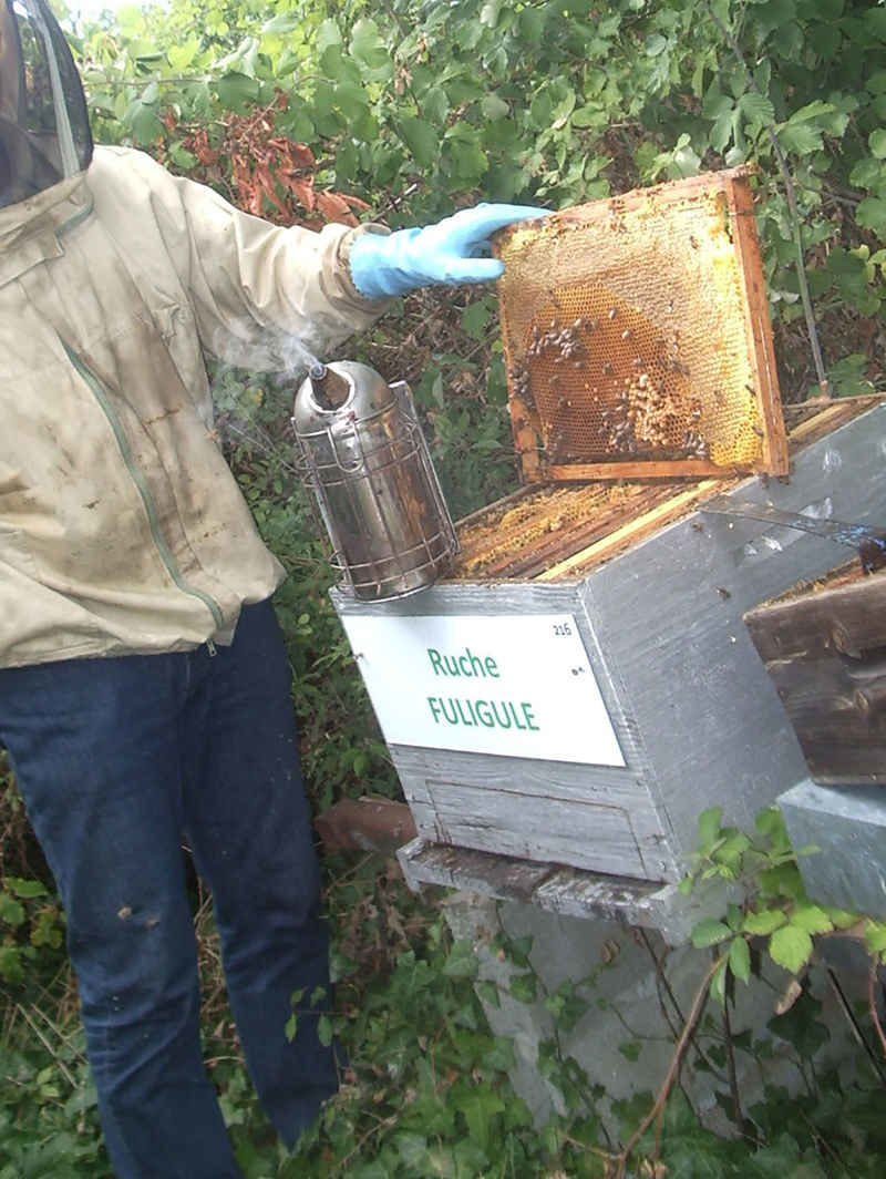 La ruche Fuligule