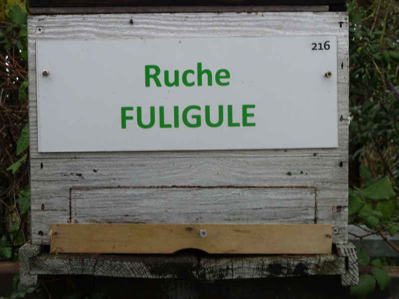 La ruche Fuligule