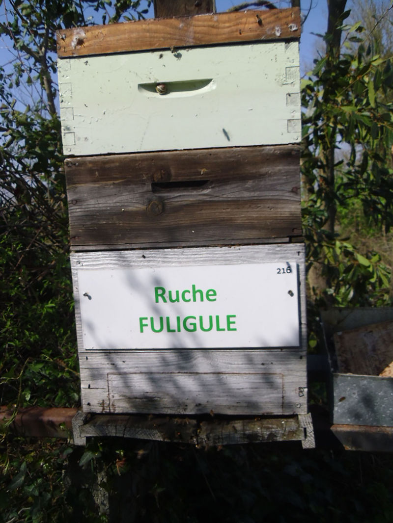 La ruche Fuligule