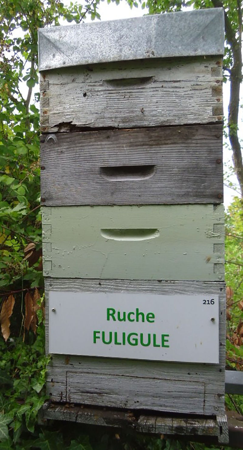 La ruche Fuligule