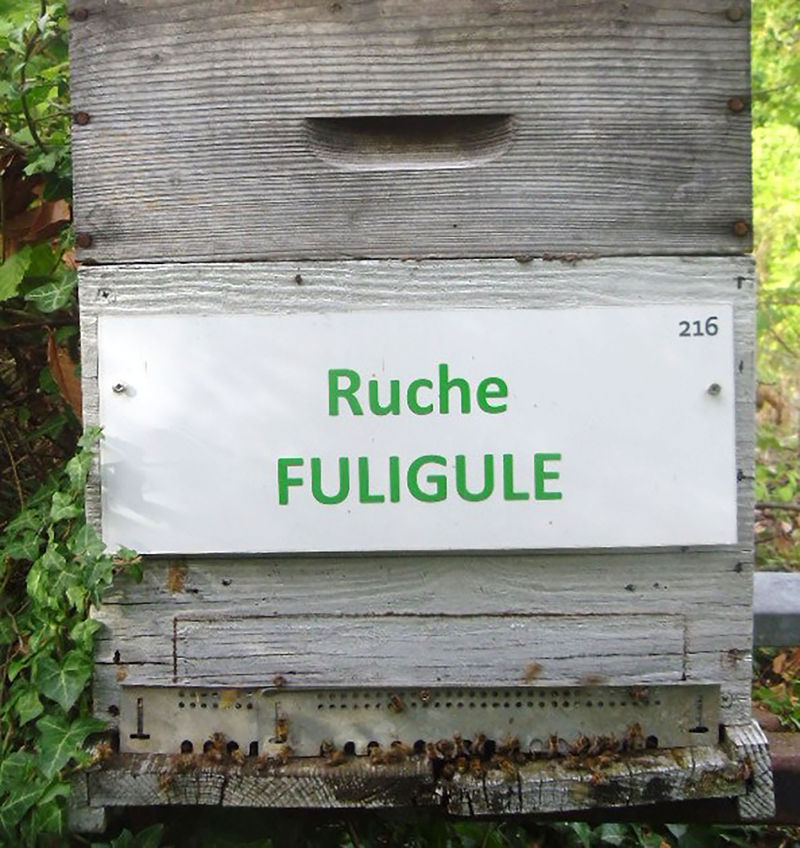 La ruche Fuligule