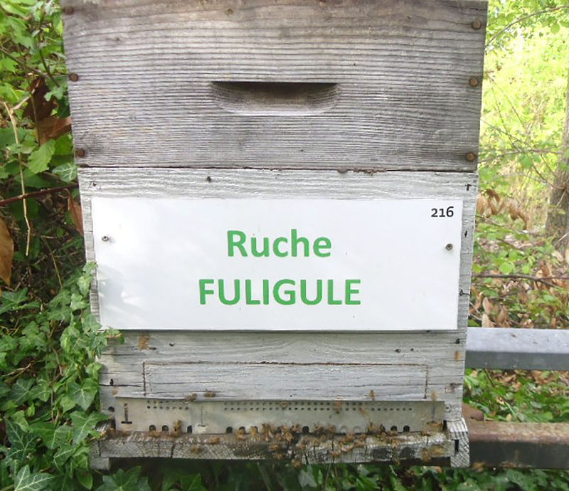 La ruche Fuligule