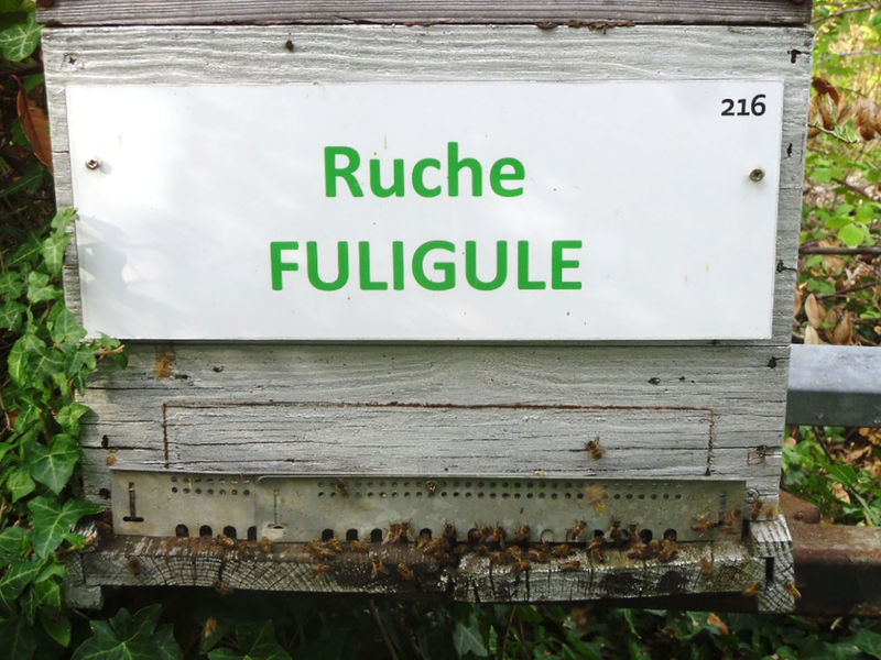 La ruche Fuligule
