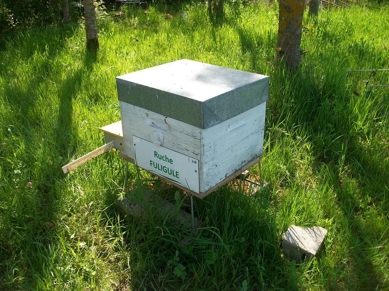 La ruche Fuligule