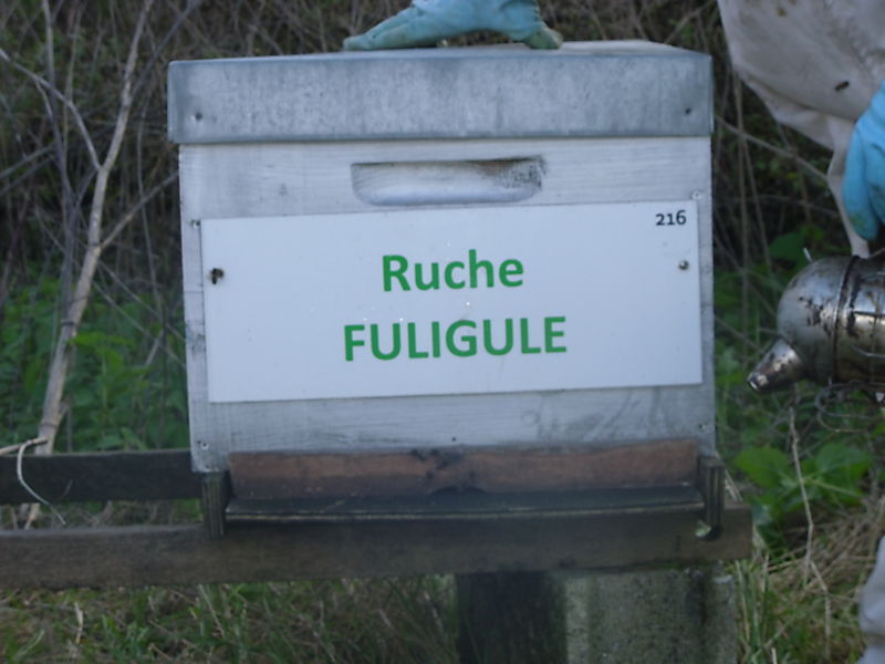 La ruche Fuligule