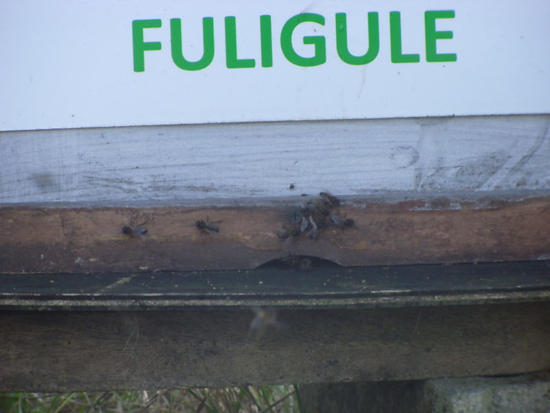 La ruche Fuligule