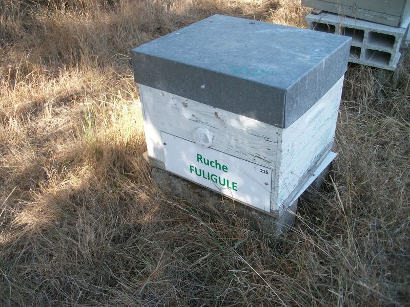 La ruche Fuligule