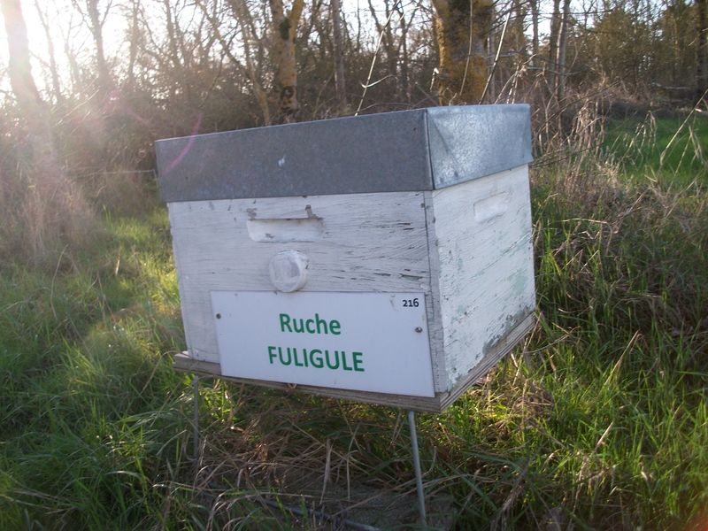 La ruche Fuligule