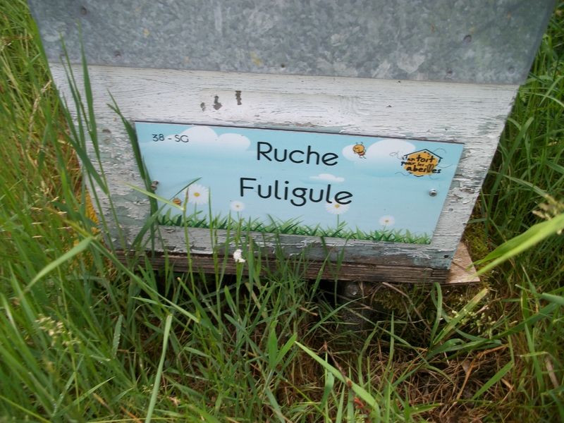 La ruche Fuligule
