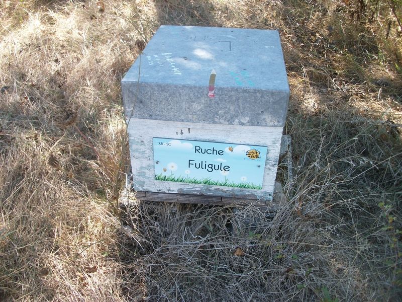 La ruche Fuligule