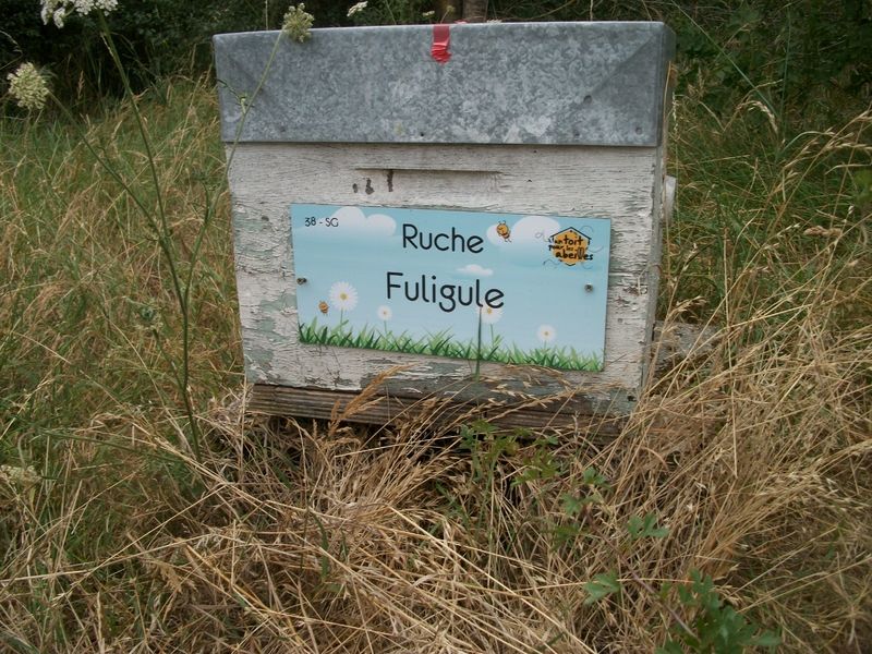 La ruche Fuligule