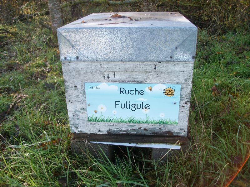 La ruche Fuligule