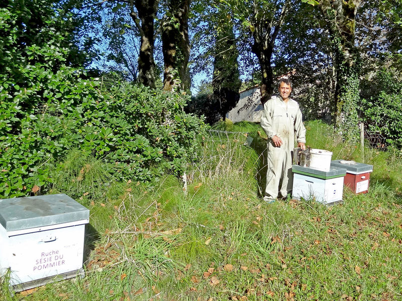 La ruche Sésie du pommier