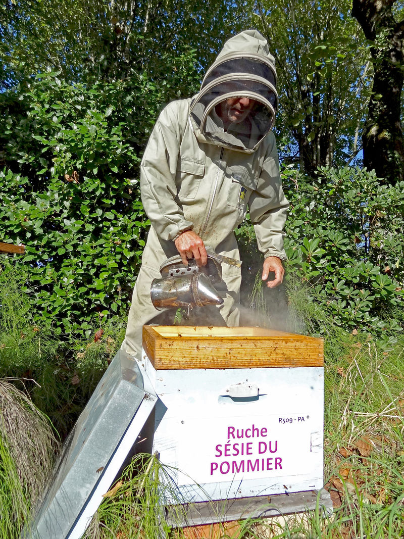 La ruche Sésie du pommier