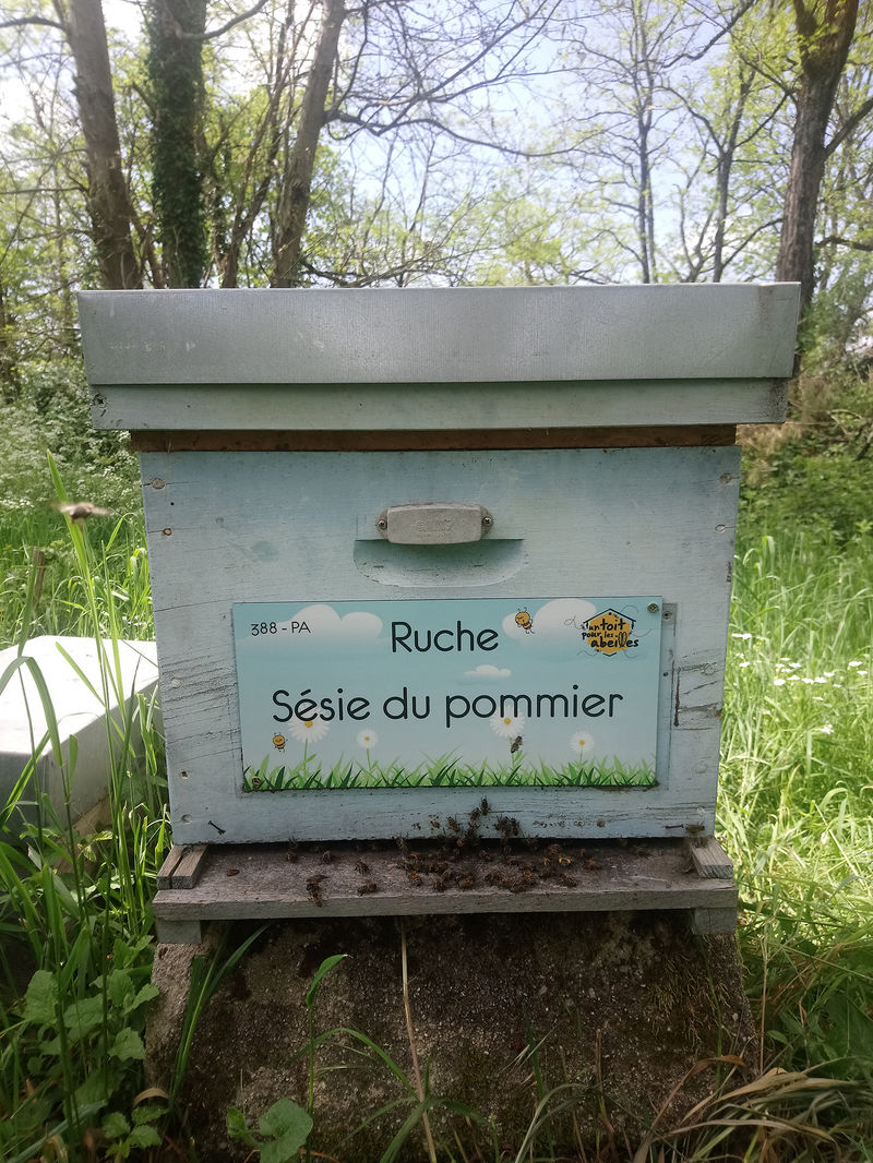 La ruche Sésie du pommier