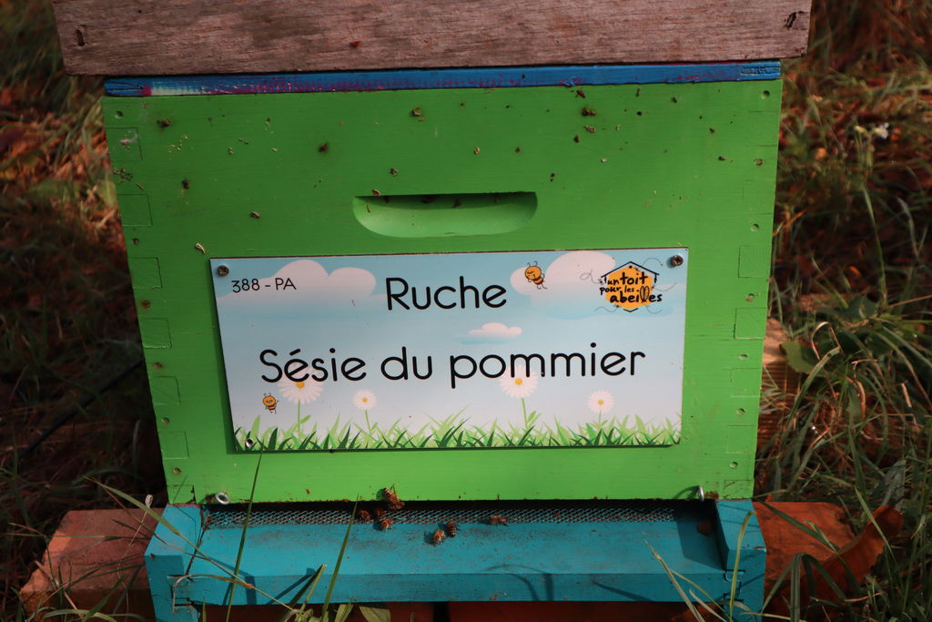 La ruche Sésie du pommier