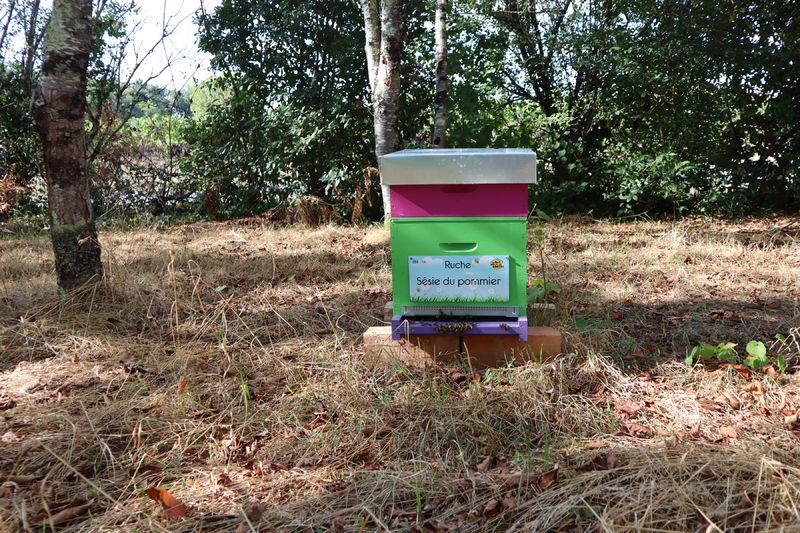 La ruche Sésie du pommier