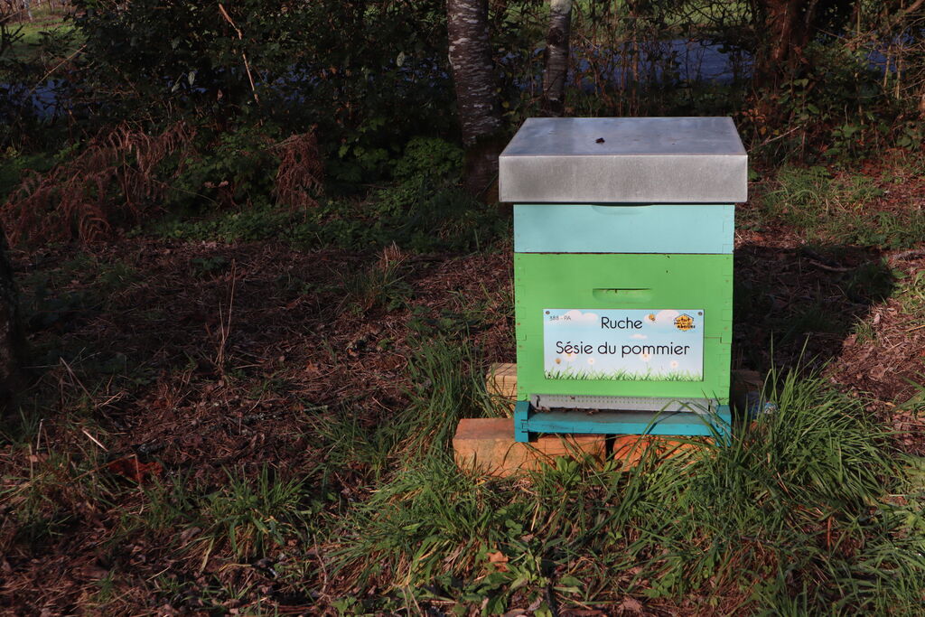 La ruche Sésie du pommier
