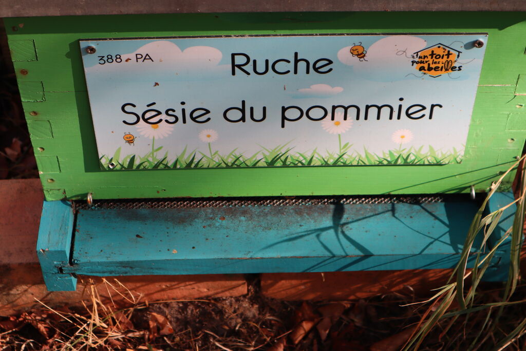 La ruche Sésie du pommier