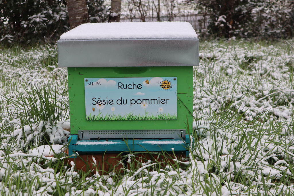 La ruche Sésie du pommier
