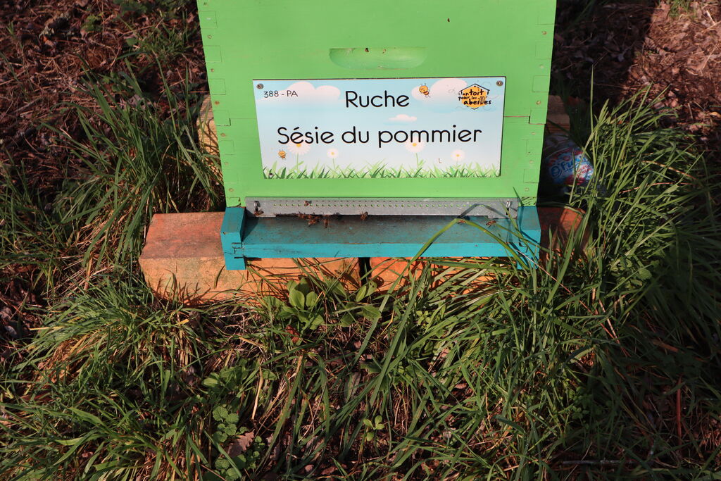 La ruche Sésie du pommier