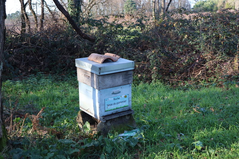 La ruche Sésie du pommier