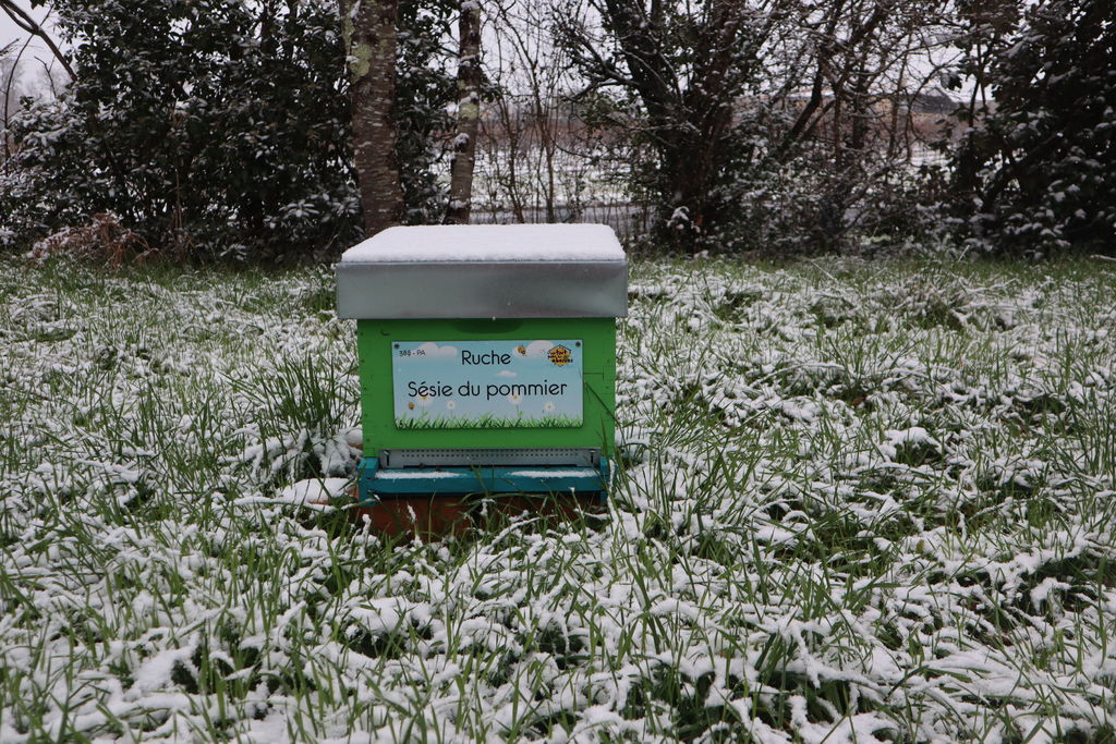 La ruche Sésie du pommier