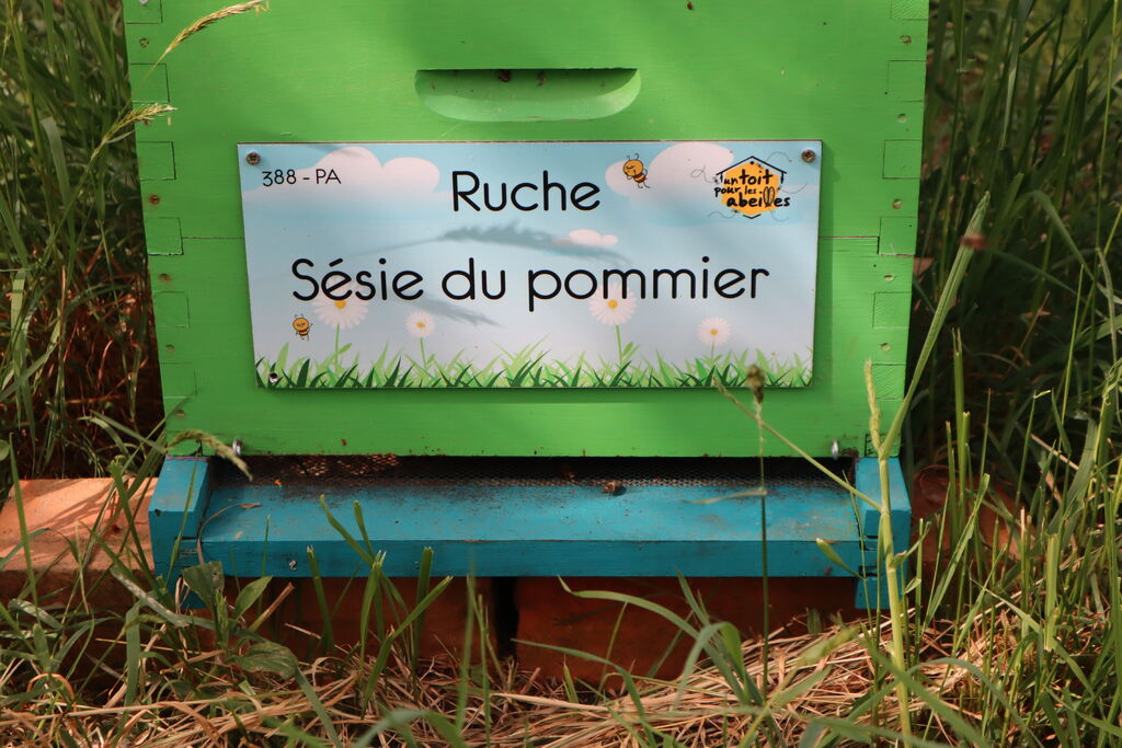 La ruche Sésie du pommier