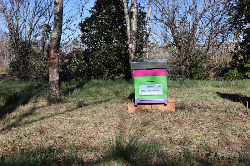 La ruche Sésie du pommier