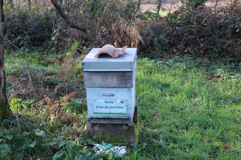 La ruche Sésie du pommier