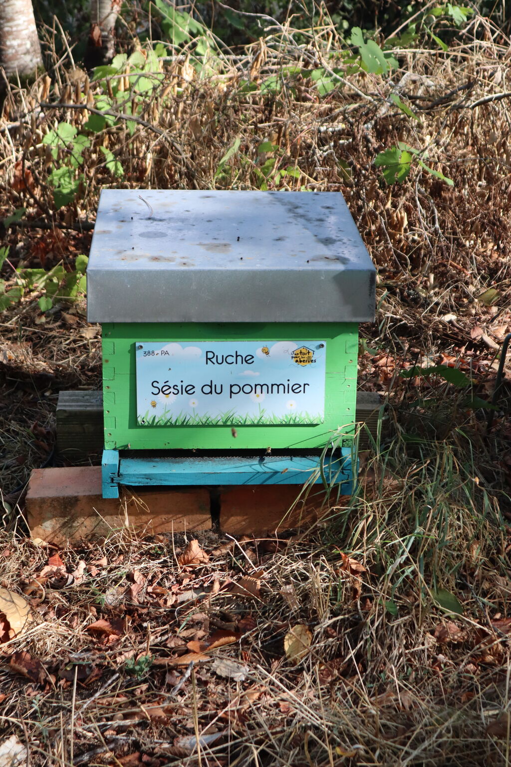 La ruche Sésie du pommier