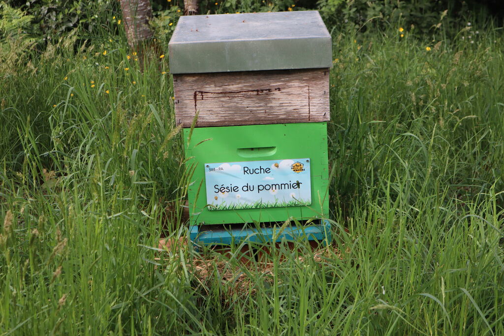 La ruche Sésie du pommier