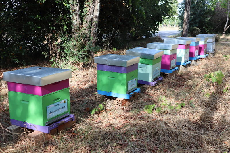 La ruche Sésie du pommier