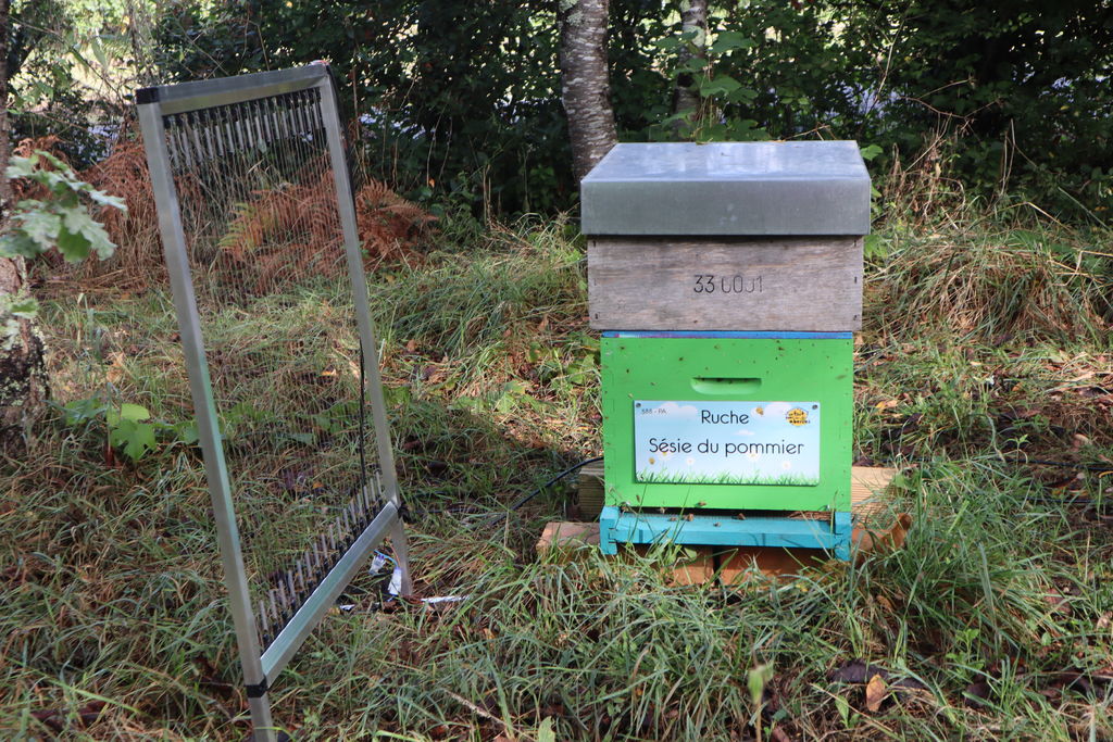 La ruche Sésie du pommier