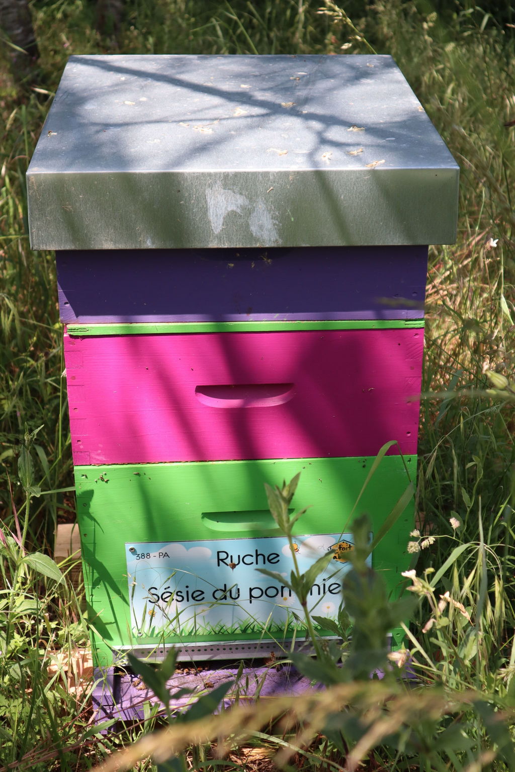 La ruche Sésie du pommier