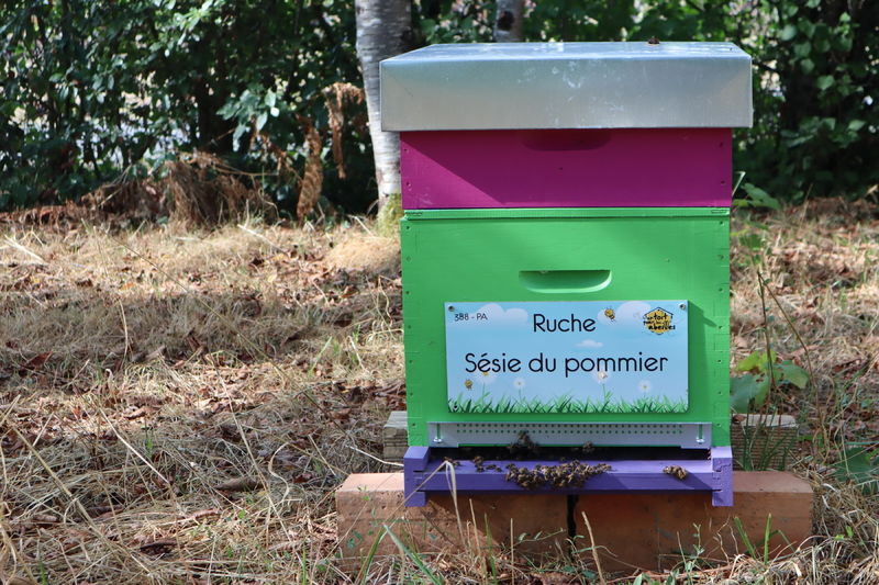 La ruche Sésie du pommier