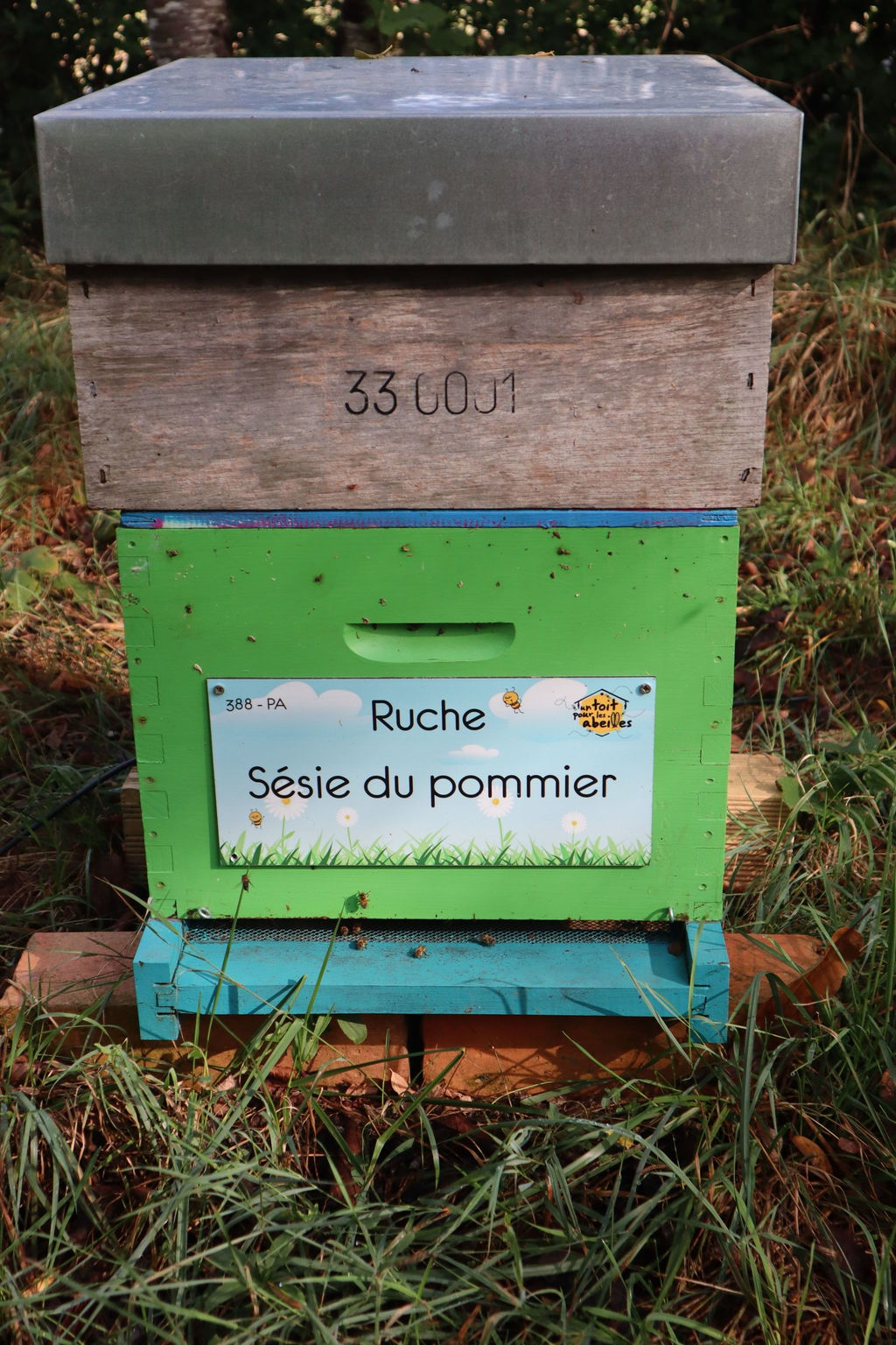 La ruche Sésie du pommier