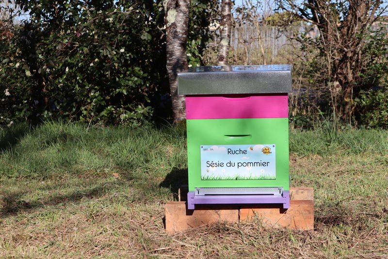 La ruche Sésie du pommier