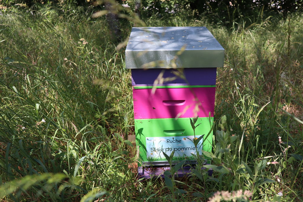 La ruche Sésie du pommier