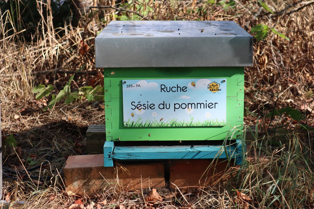La ruche Sésie du pommier
