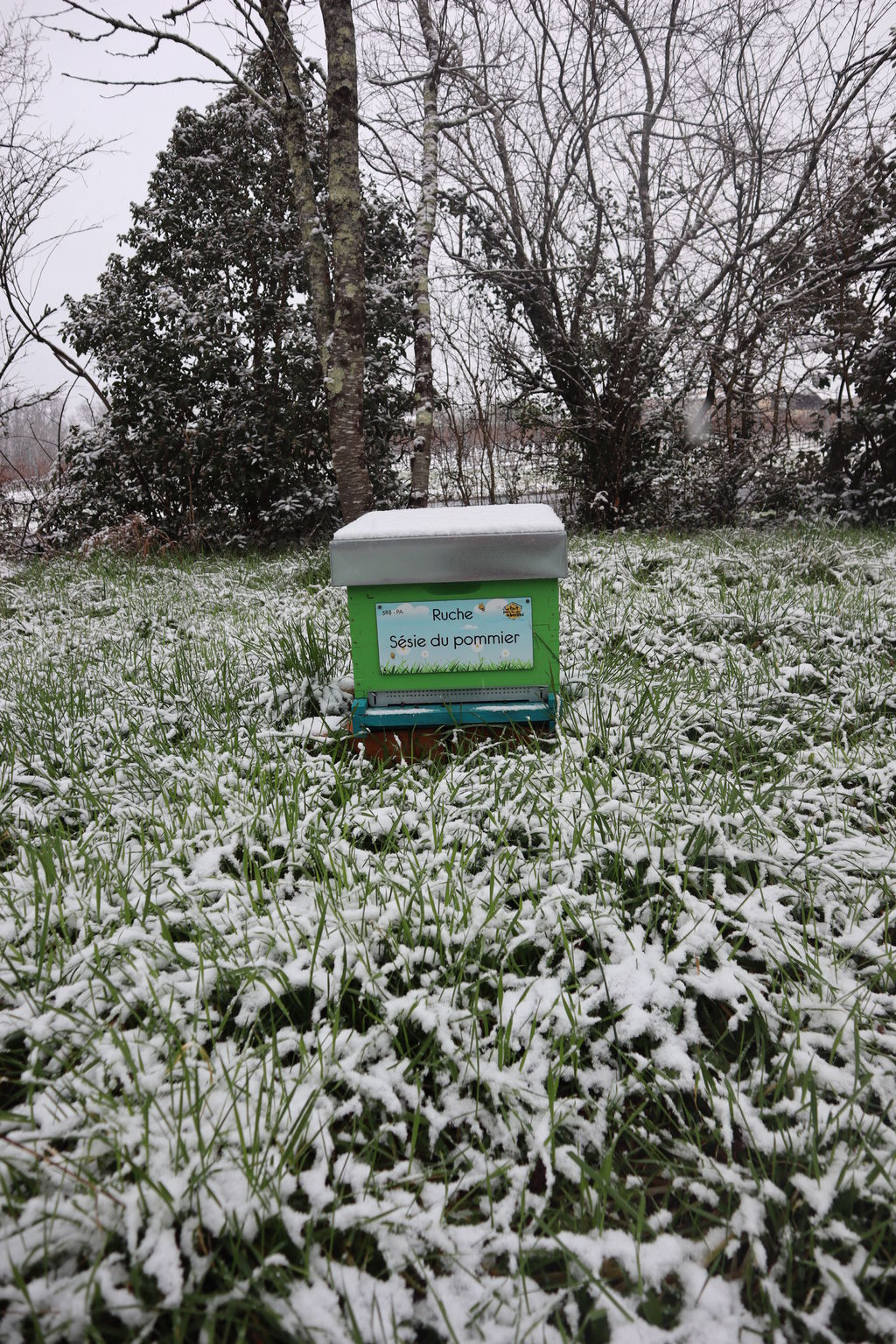 La ruche Sésie du pommier
