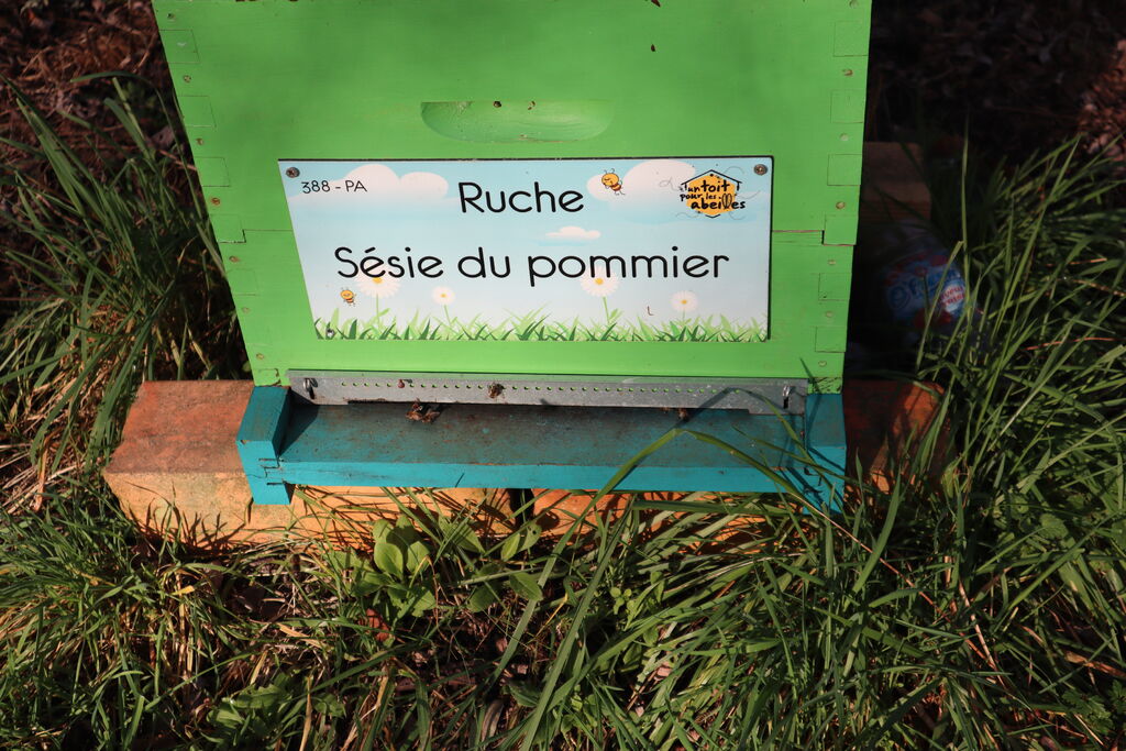 La ruche Sésie du pommier