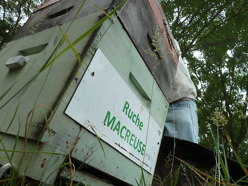 La ruche Macreuse