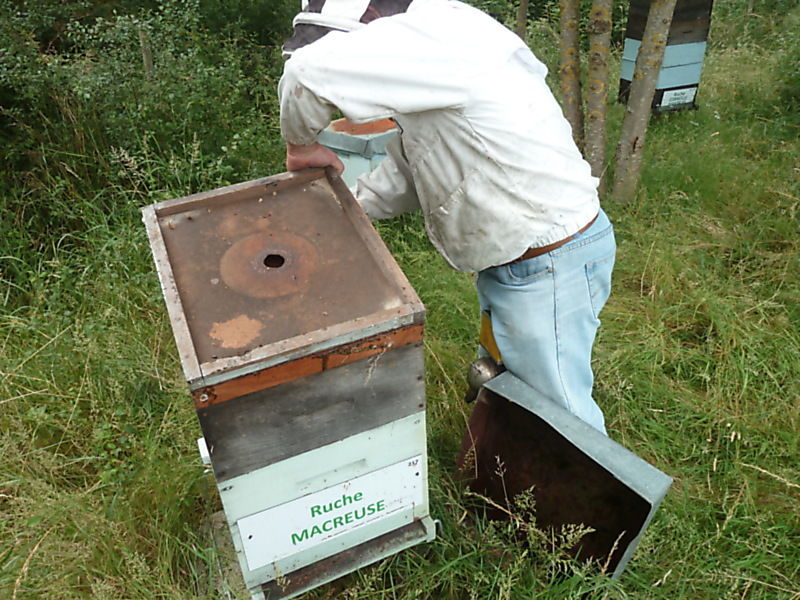 La ruche Macreuse
