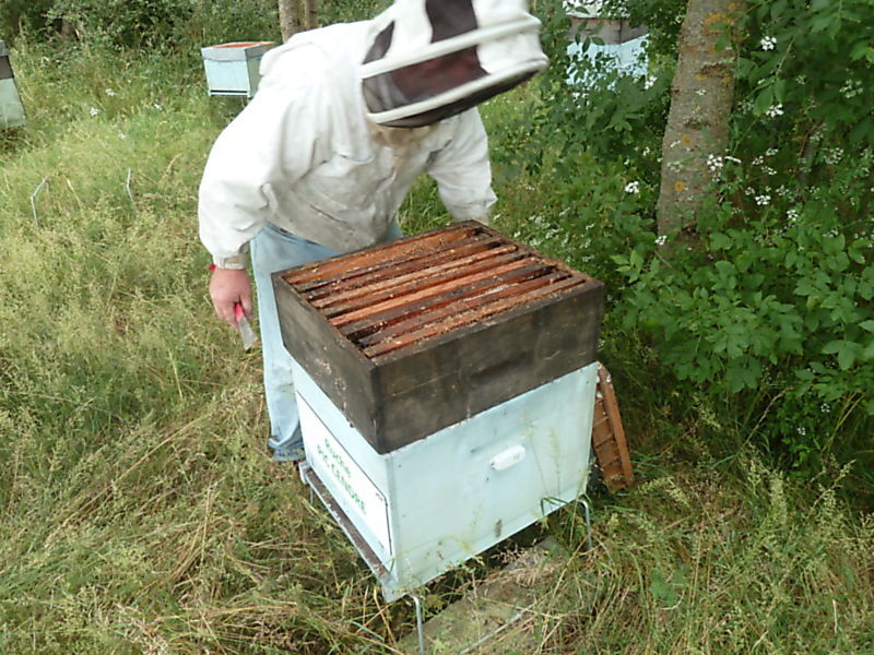 La ruche Macreuse