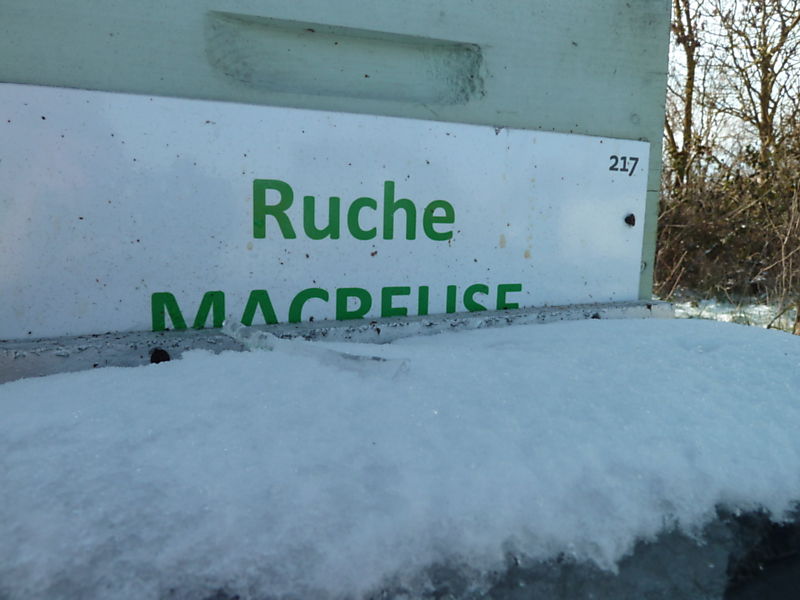La ruche Macreuse