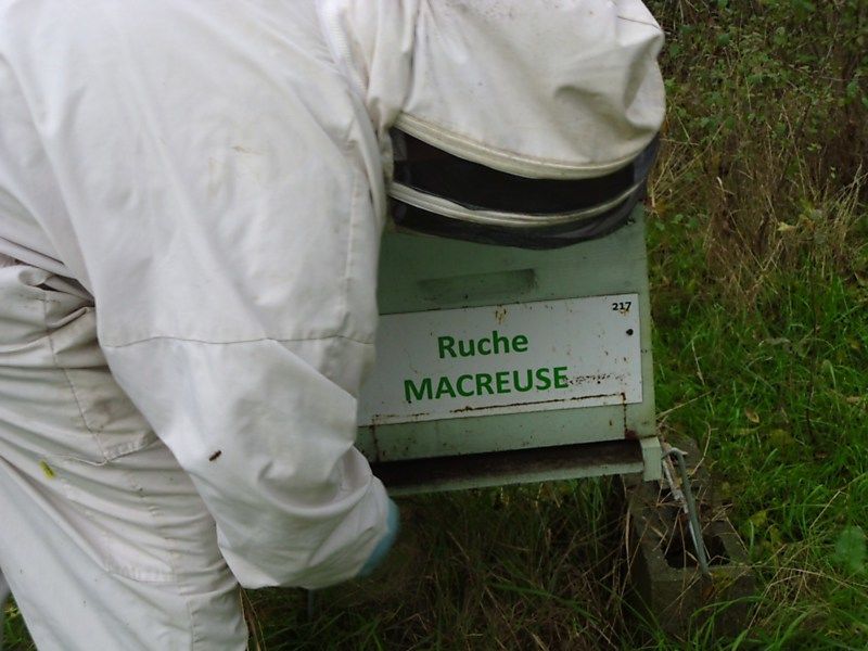 La ruche Macreuse
