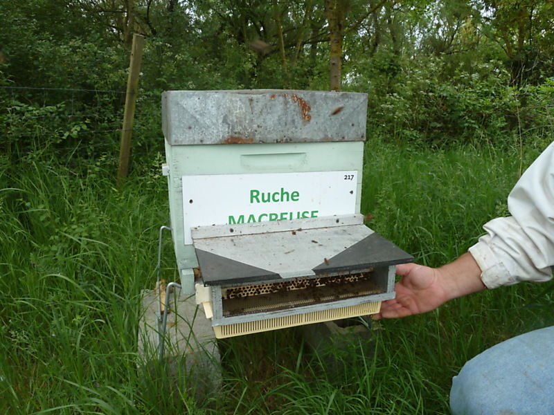 La ruche Macreuse